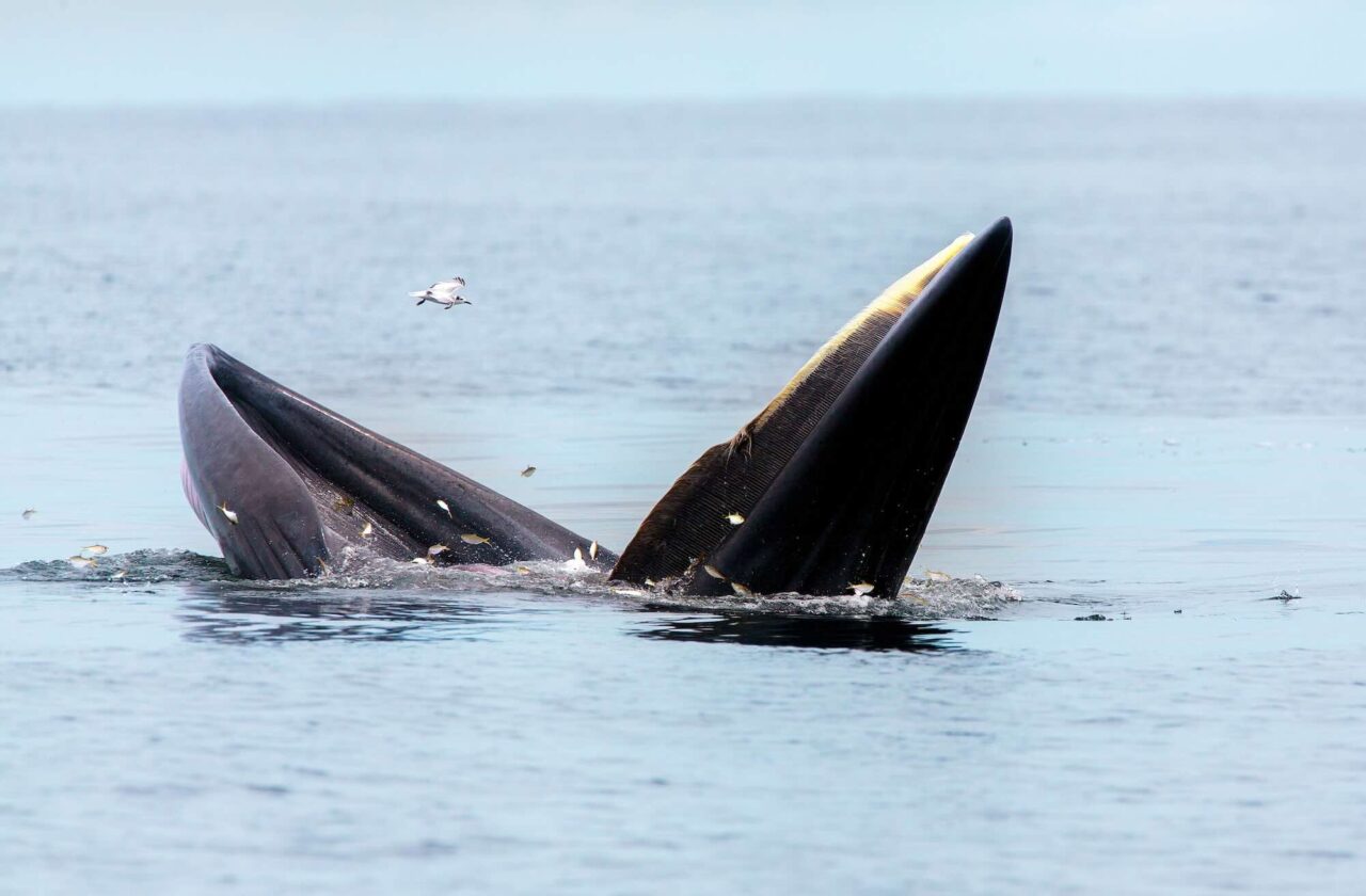 Hey Google – Find this New Whale Sound