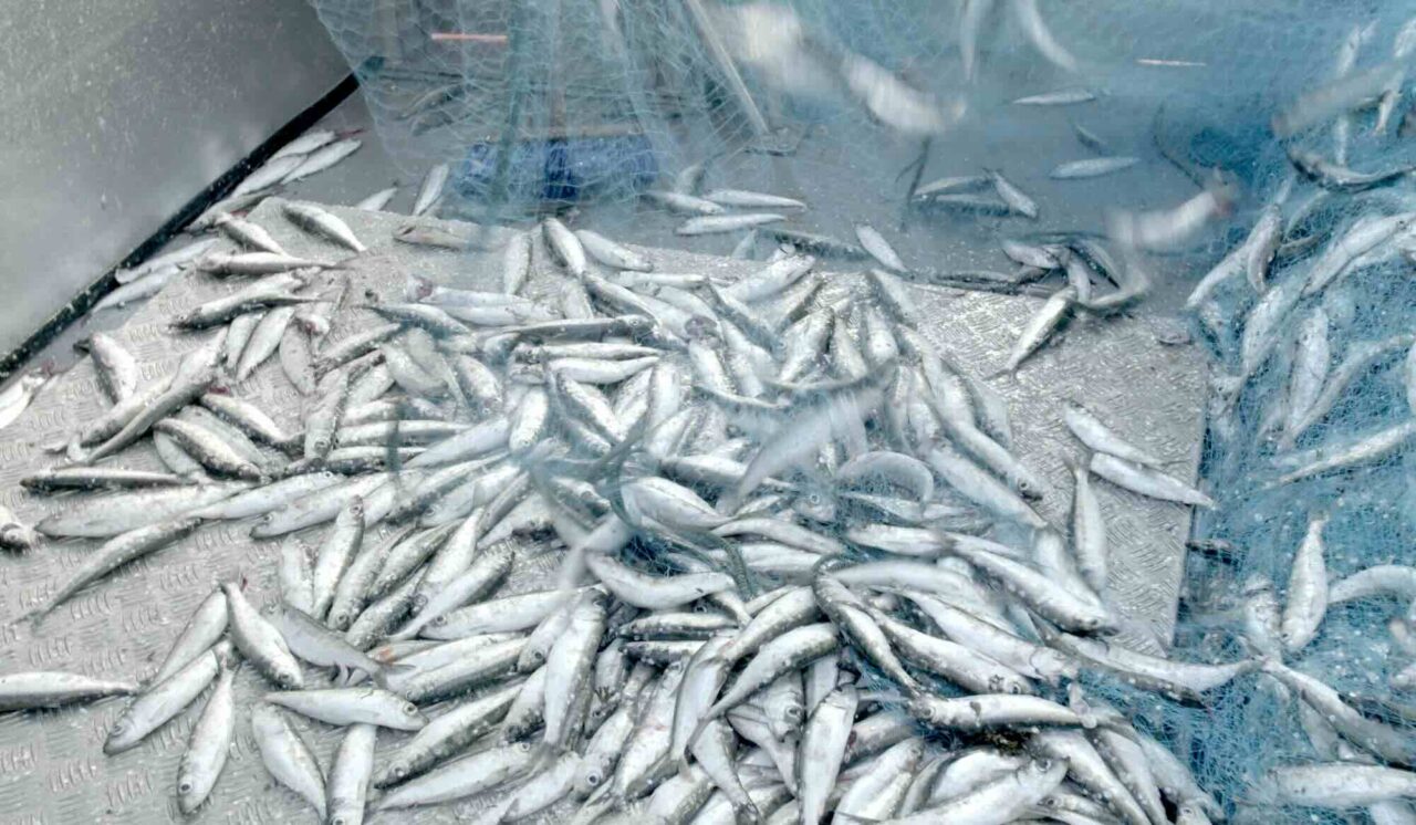 Norwegian Fishing Boats Warned: Herring Catches too Small