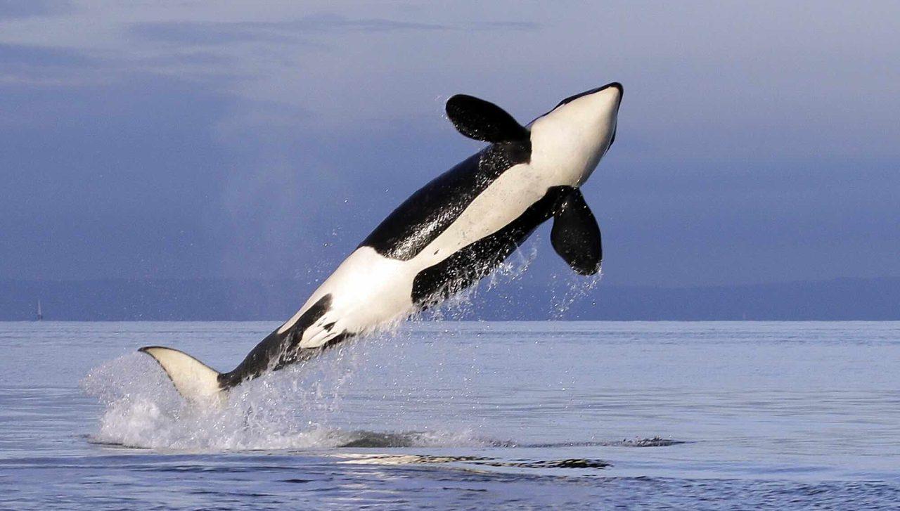 Killer Whales Wear Hats Made of Dead Salmons – Again