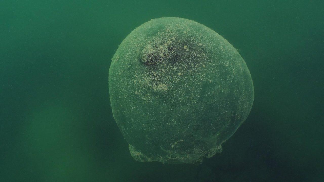 Mystisk geléboll i Gullmarsfjorden