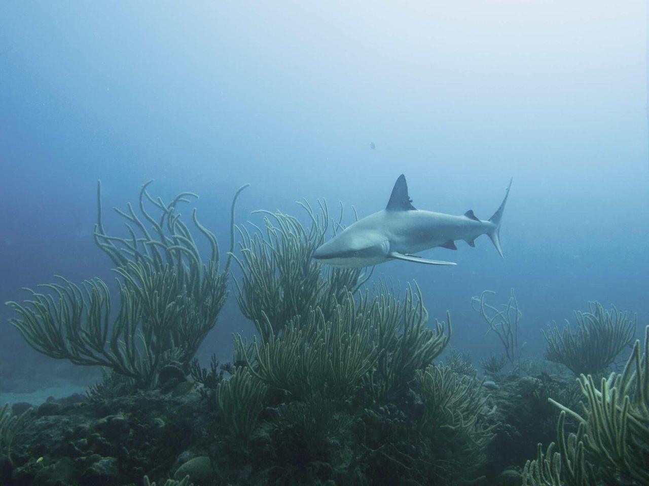 Urgent Situation for Sharks, Rays and Chimaeras – According to a New Report