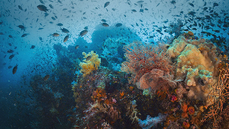 Rewilding Raja Ampat – när naturen får komma tillbaka